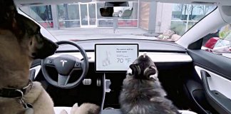 Tesla dog mode