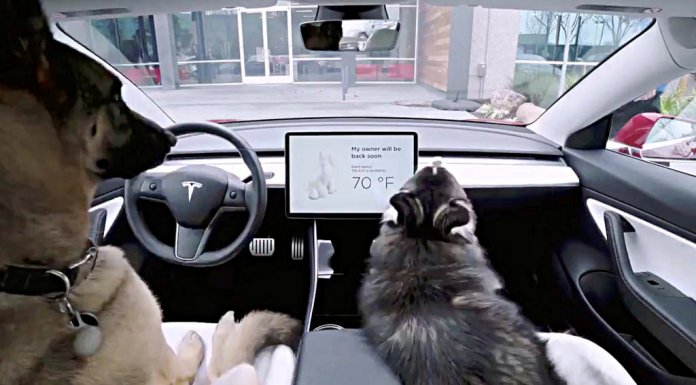Tesla dog mode