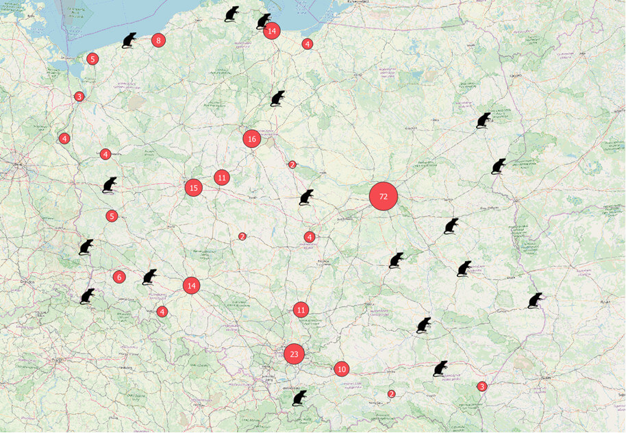 mapa skupisk gryzoni