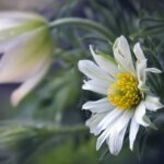 flower-4922523_1920