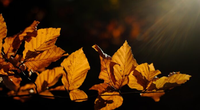 Prędkość internetu w Polsce w III kwartale 2025 roku